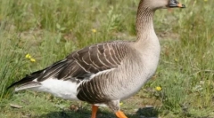 Guska gumennik